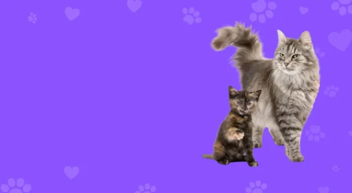 Gatos (1)